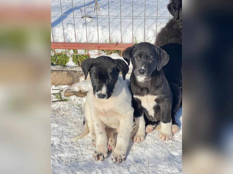 Pippa sucht ihr Zuhause