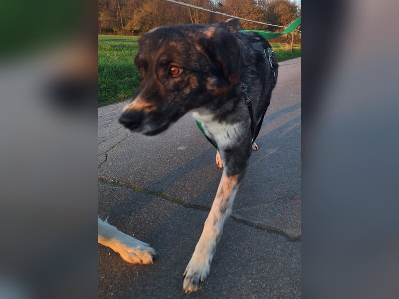 Lea sucht ihr Zuhause