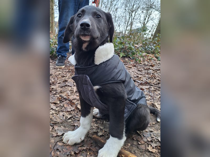 Pippa sucht ihr Zuhause