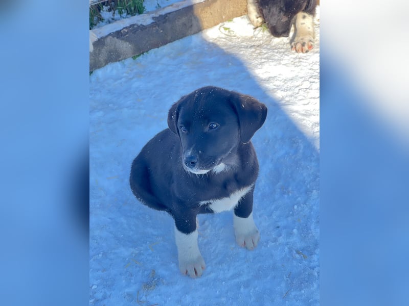 Pippa sucht ihr Zuhause