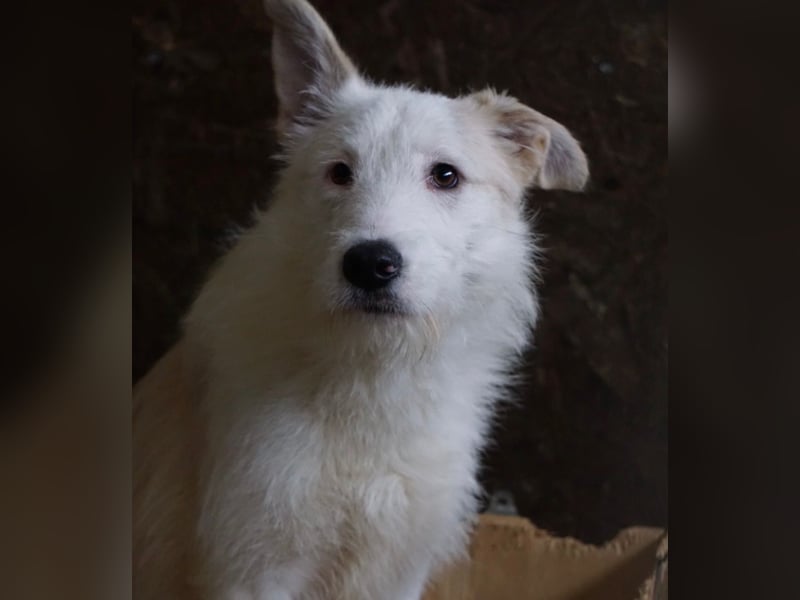 Aivi sucht ihr Zuhause