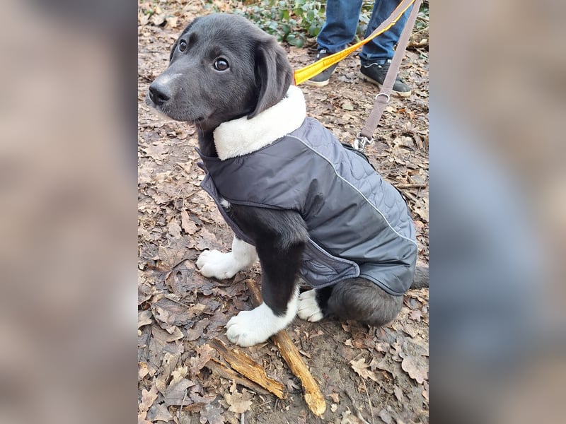 Pippa sucht ihr Zuhause