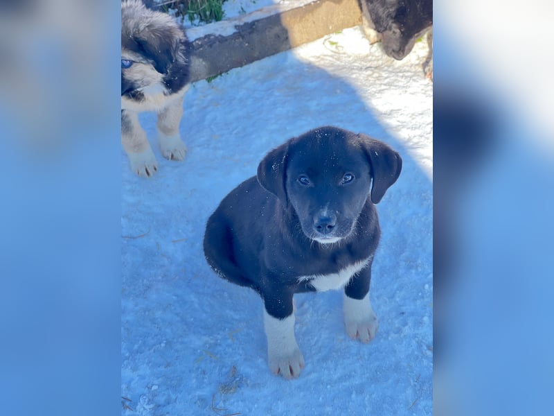 Pippa sucht ihr Zuhause