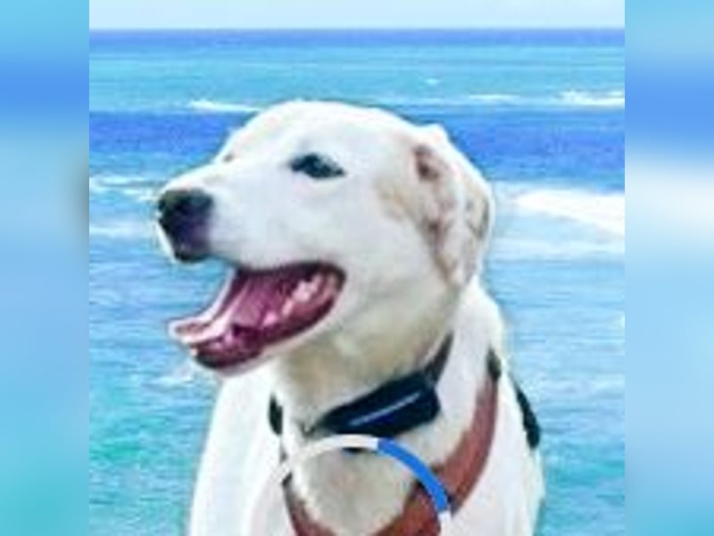 Mokka sucht ein tolles Herrchen