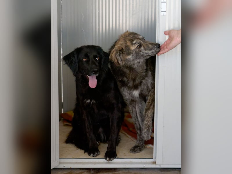 Tigerente Orso sucht leise Hände zum Kuscheln