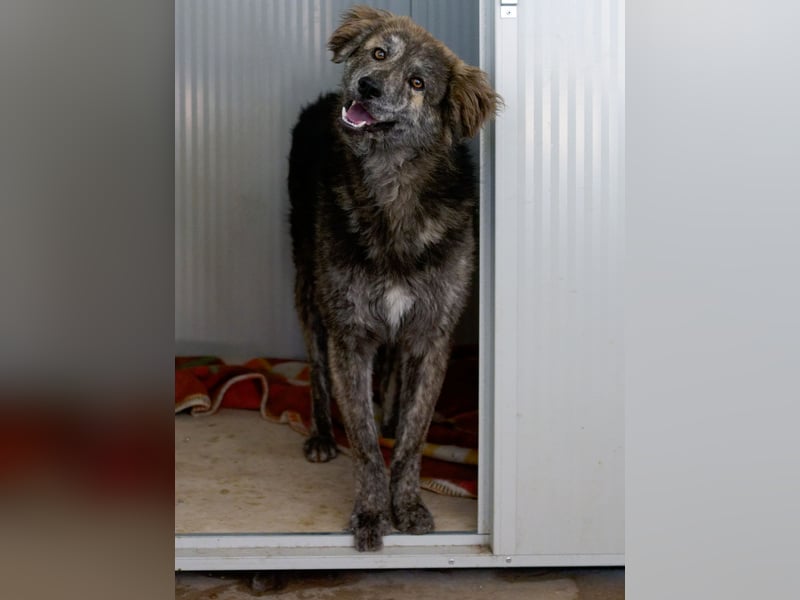 Tigerente Orso sucht leise Hände zum Kuscheln
