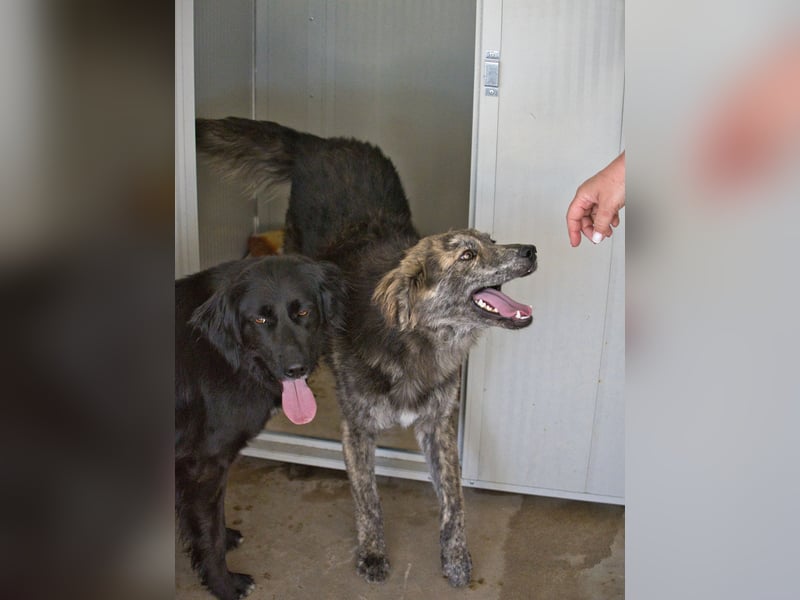 Tigerente Orso sucht leise Hände zum Kuscheln