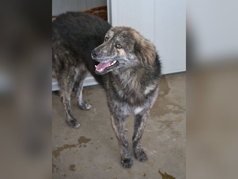 Tigerente Orso sucht leise Hände zum Kuscheln