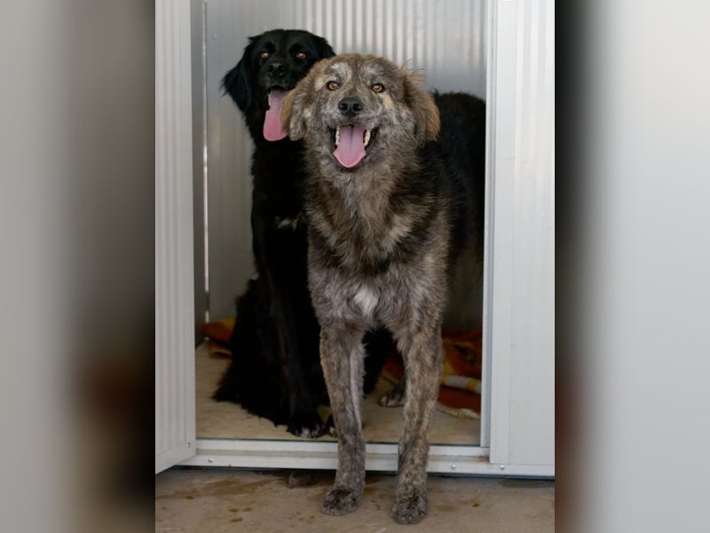 Tigerente Orso sucht leise Hände zum Kuscheln