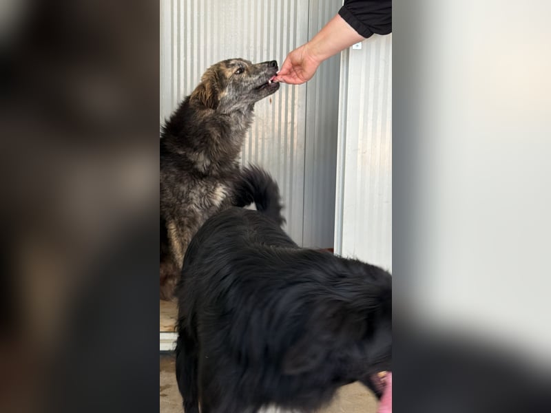 Tigerente Orso sucht leise Hände zum Kuscheln
