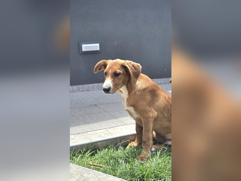 Prince sucht sein zu Hause