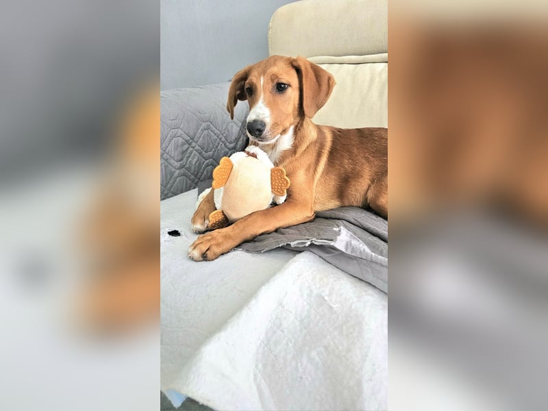 Prince sucht sein zu Hause