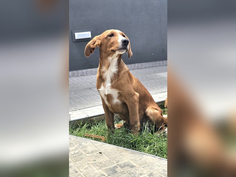 Prince sucht sein zu Hause