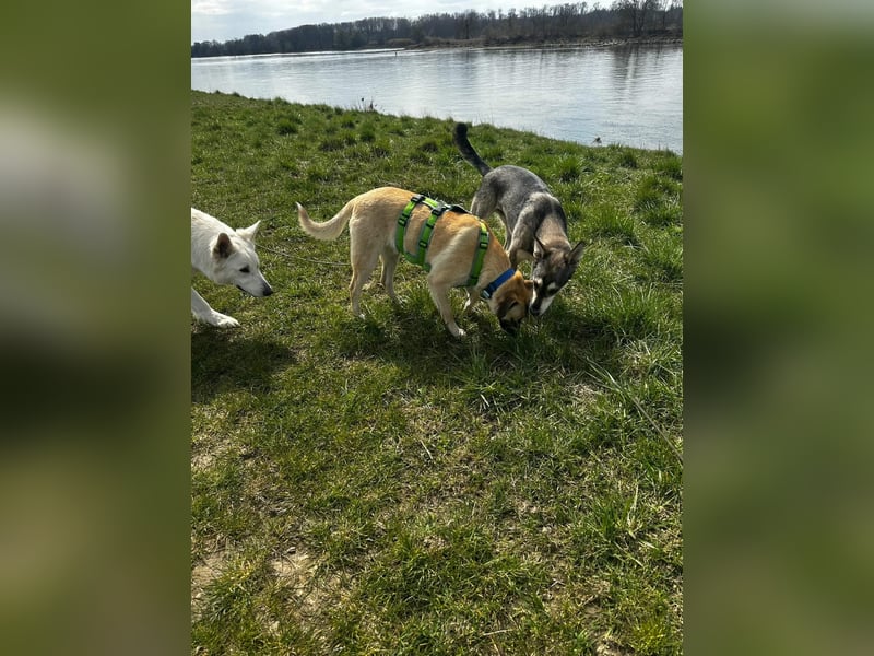 Jacky - sucht die richtigen Menschen