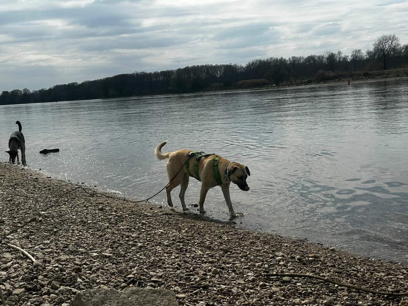 Jacky - sucht die richtigen Menschen