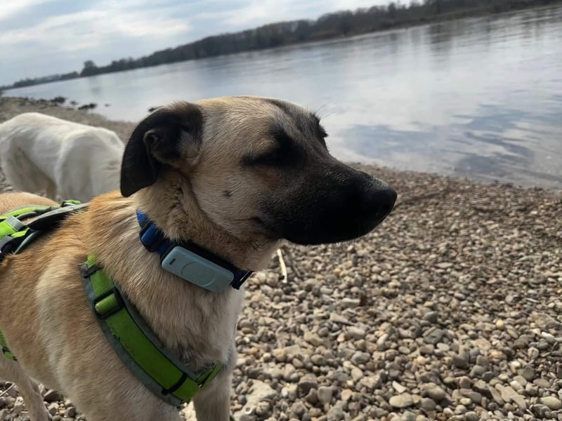 Jacky - sucht die richtigen Menschen