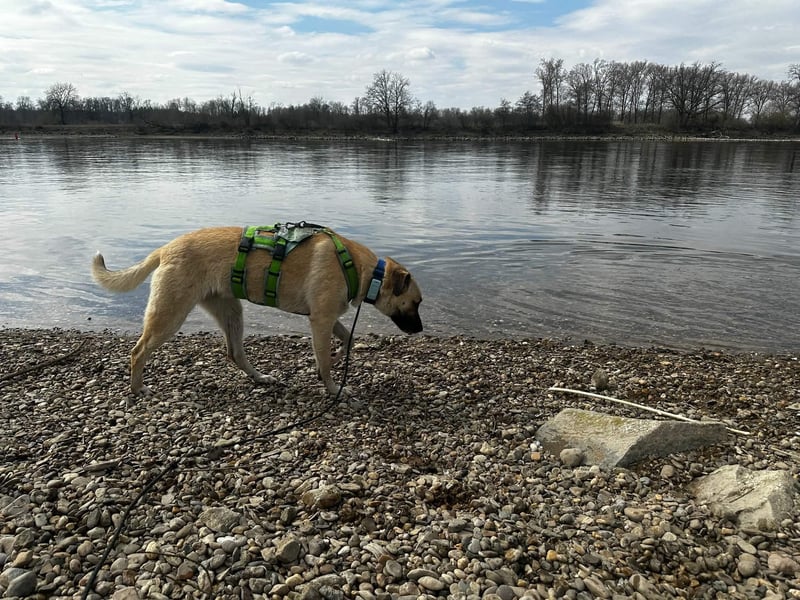 Jacky - sucht die richtigen Menschen