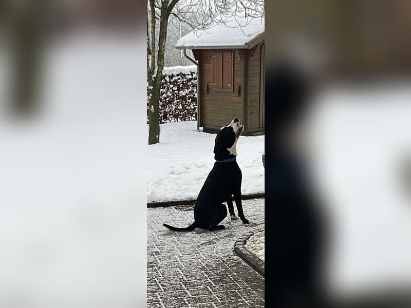 Nero 1 Jahr 6 Monate