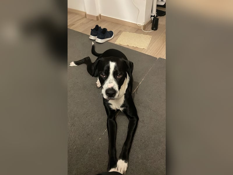 Nero 1 Jahr 6 Monate