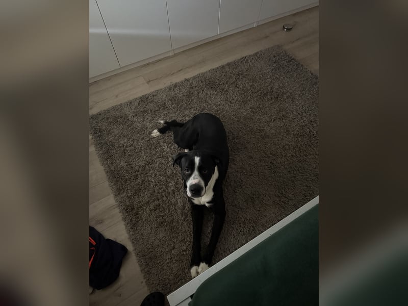 Nero 1 Jahr 6 Monate