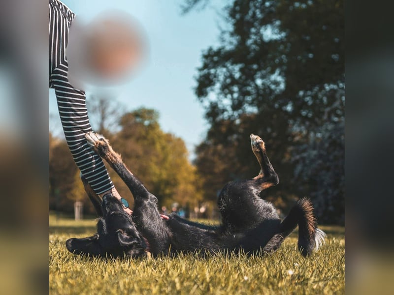 Odin - ein loyaler Sportler