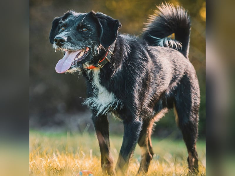 Odin - ein loyaler Sportler