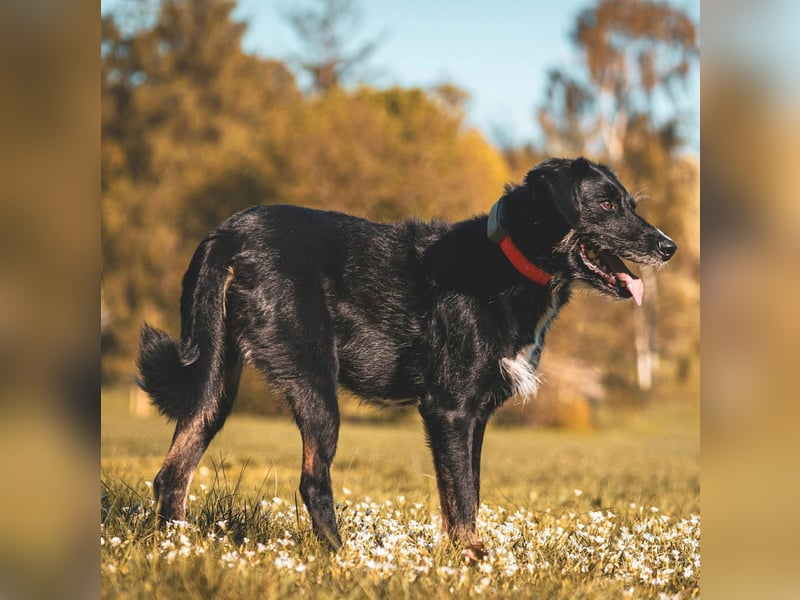 Odin - ein loyaler Sportler