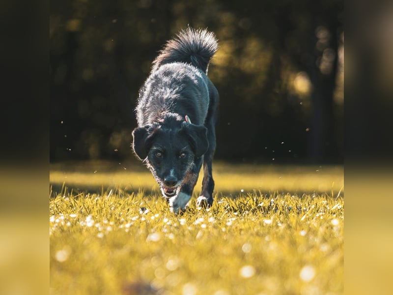 Odin - ein loyaler Sportler