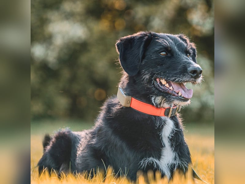 Odin - ein loyaler Sportler