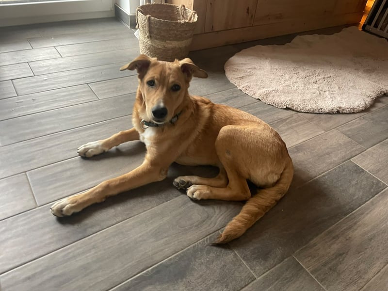 Aufgeweckte Welpin Ellie
