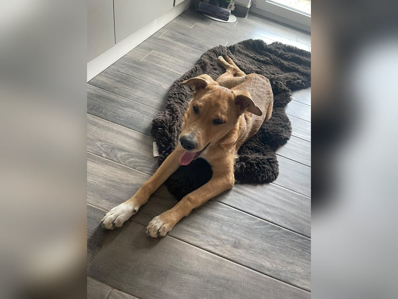 Aufgeweckte Welpin Ellie