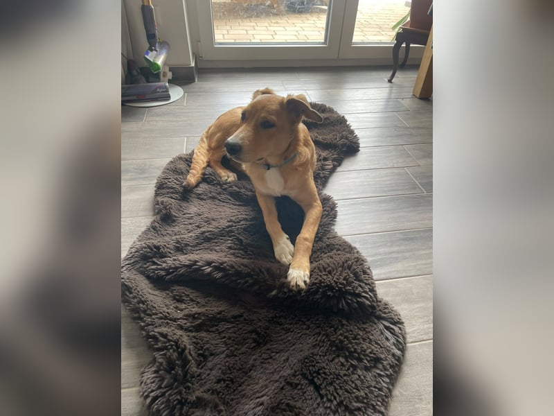 Aufgeweckte Welpin Ellie