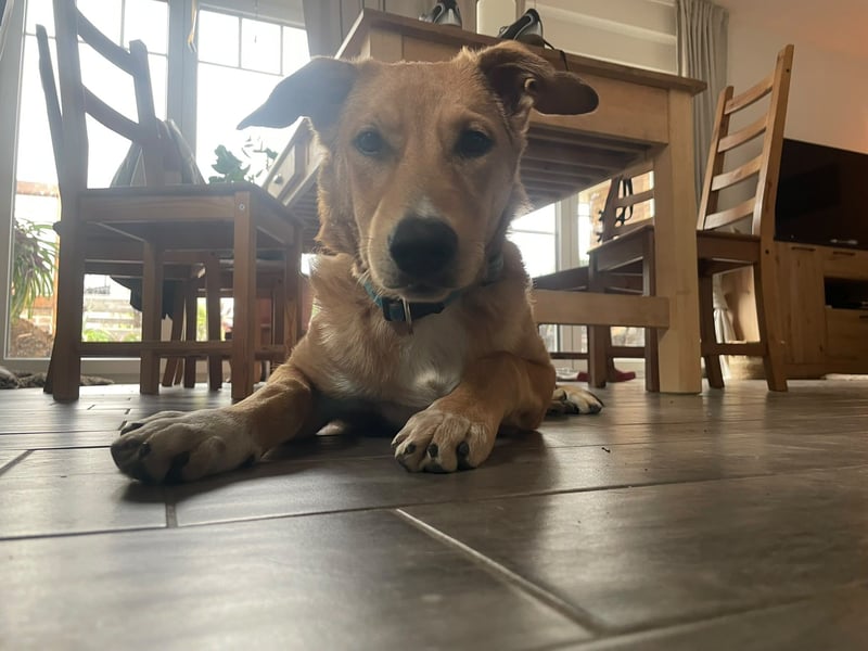 Aufgeweckte Welpin Ellie