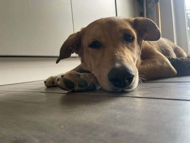 Aufgeweckte Welpin Ellie