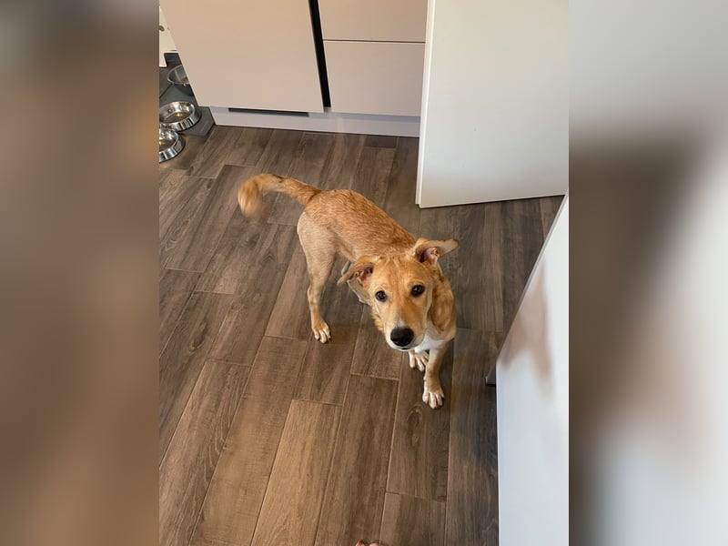 Aufgeweckte Welpin Ellie