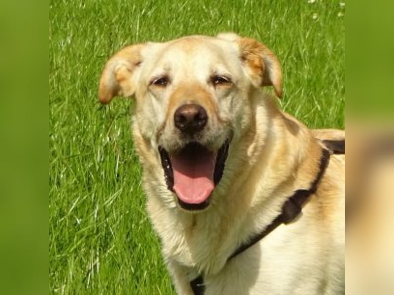 VENJA - ein lieber Kerl