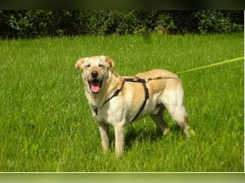 VENJA - ein lieber Kerl