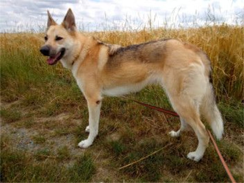 STELLA - eine liebe und eine zarte Hündin