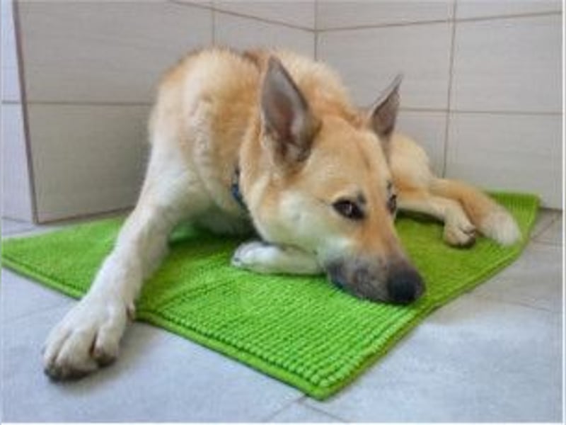 STELLA - eine liebe und eine zarte Hündin