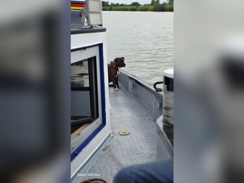 For ever Home für Staff/Dogge Mix gesucht