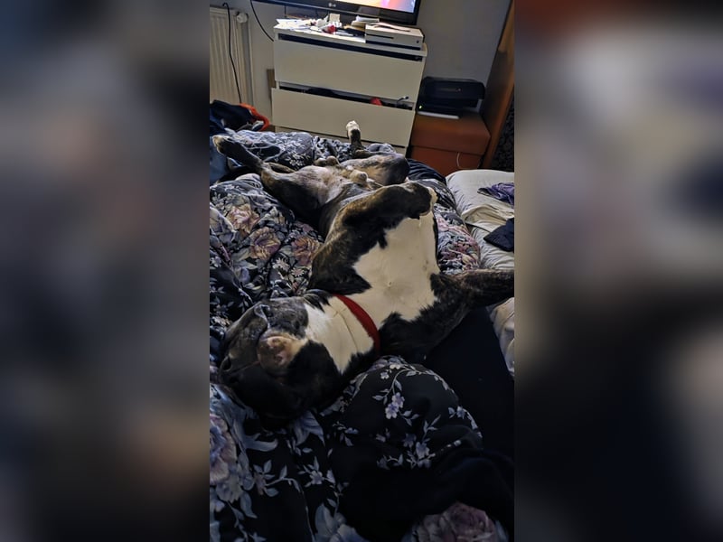 For ever Home für Staff/Dogge Mix gesucht