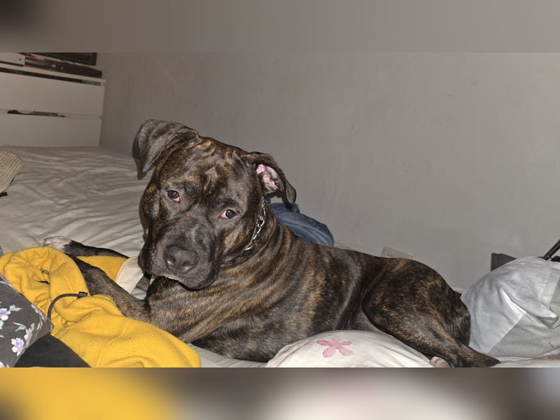 For ever Home für Staff/Dogge Mix gesucht