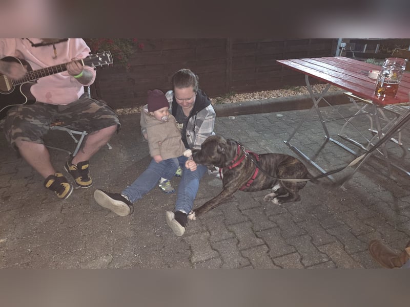 For ever Home für Staff/Dogge Mix gesucht