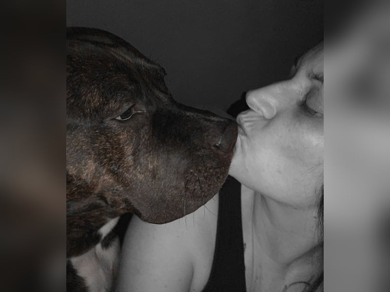 For ever Home für Staff/Dogge Mix gesucht