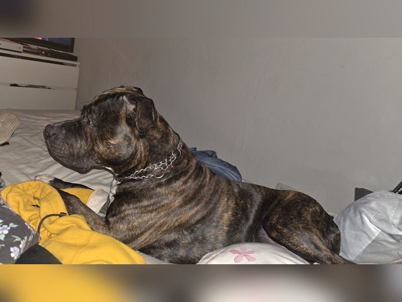 For ever Home für Staff/Dogge Mix gesucht