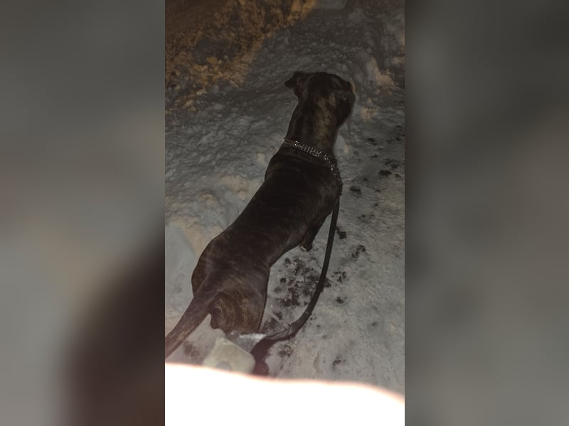 For ever Home für Staff/Dogge Mix gesucht