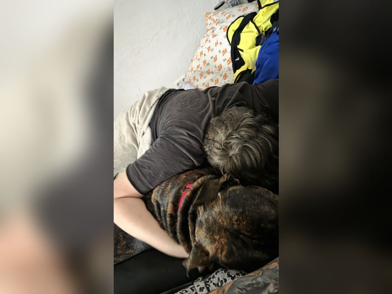 For ever Home für Staff/Dogge Mix gesucht