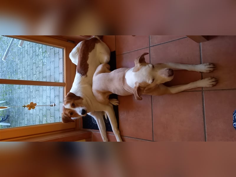 Toller Junghund sucht seine Menschen!