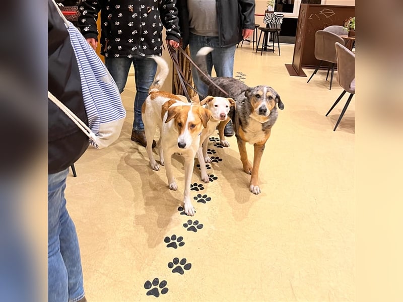 Toller Junghund sucht seine Menschen!