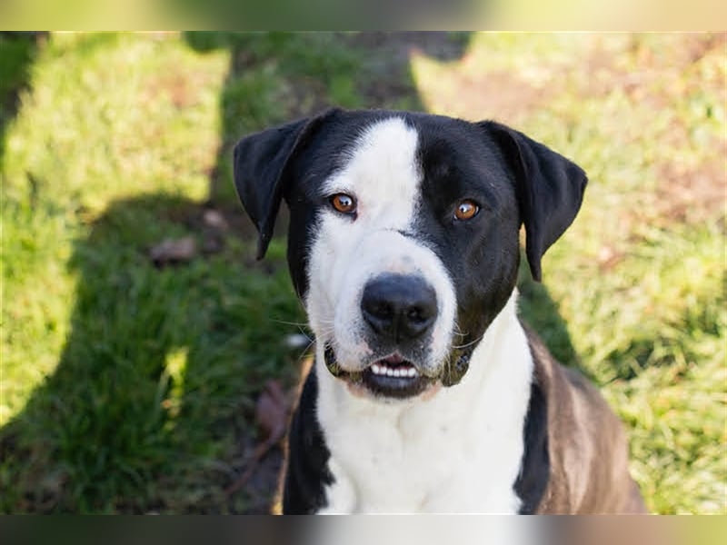 Rocky ist ein Listi und richtig brav und lieb.